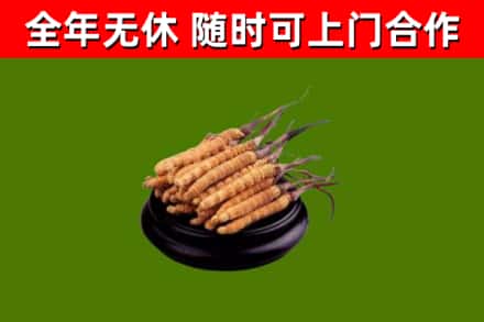 梁山烟酒回收冬虫夏草.jpg